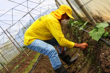 Privados de libertad cultivan sus propios alimentos bajo el programa Centros Penales Autosostenibles privados-de-libertad-cultivan-sus-propios-alimentos-bajo-el-programa-centros-penales-autosostenibles